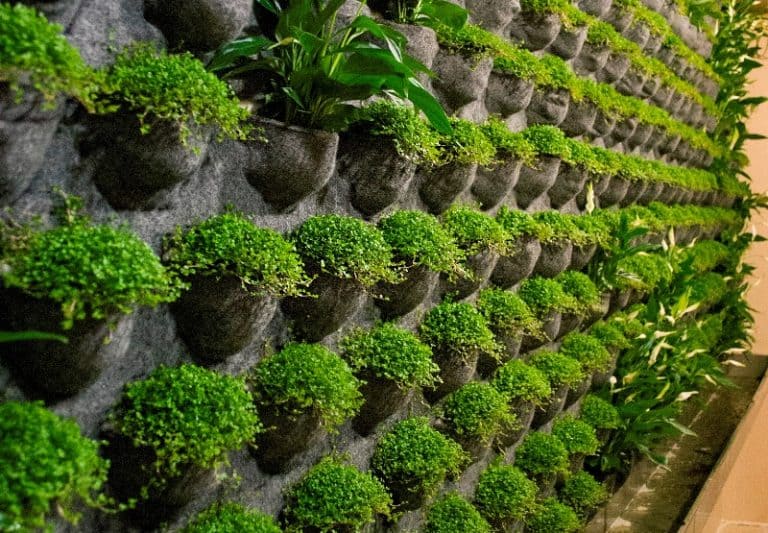 Цветы на стене в комнате живая стена – вертикальное озеленение в интерьере