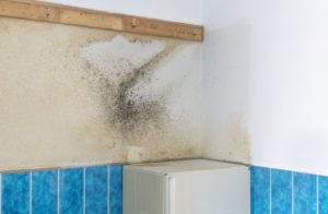 как убрать грибок в ванной между плитками на стене