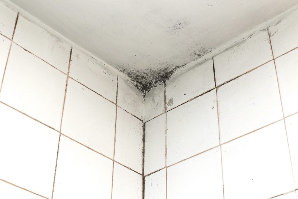 Как вывести грибок на стенах в ванной — советы профессионалов