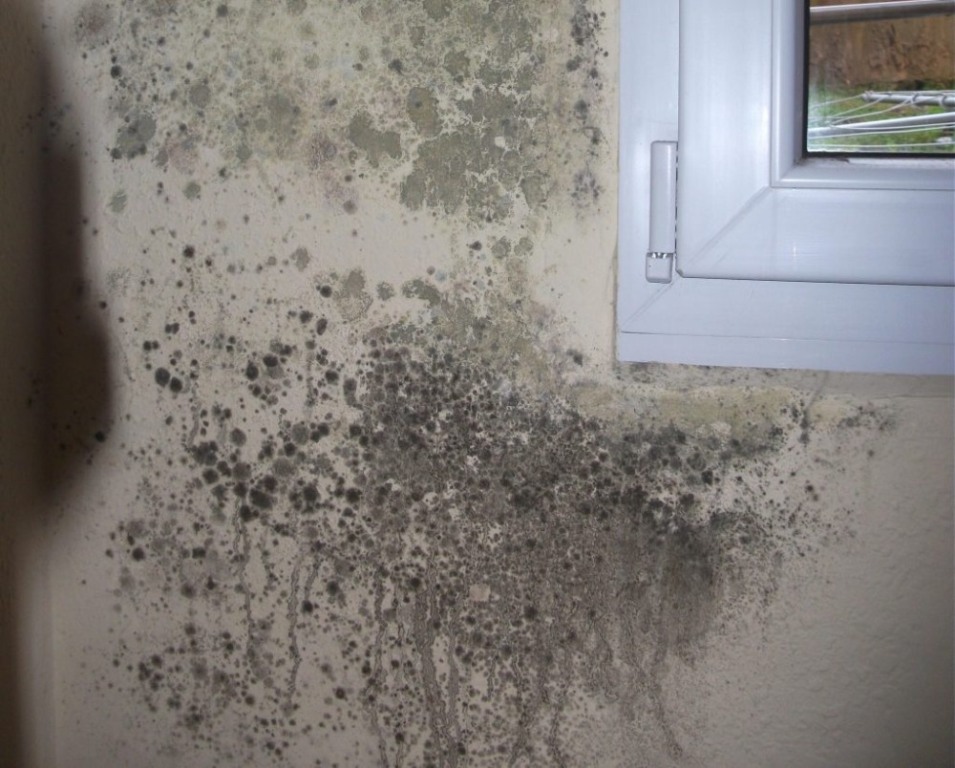 Борьба с черной плесенью на стенах — как избавиться самостоятельно