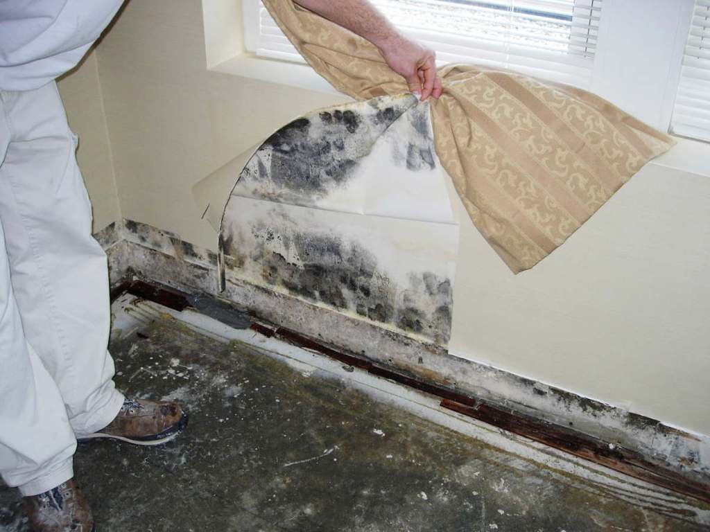 Самостоятельное выведение плесневых грибов со стен в квартире